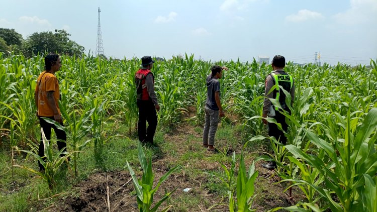 Dorong Swasembada Pangan, Polisi Tinjau Lahan Jagung Siap Panen di Balongbendo