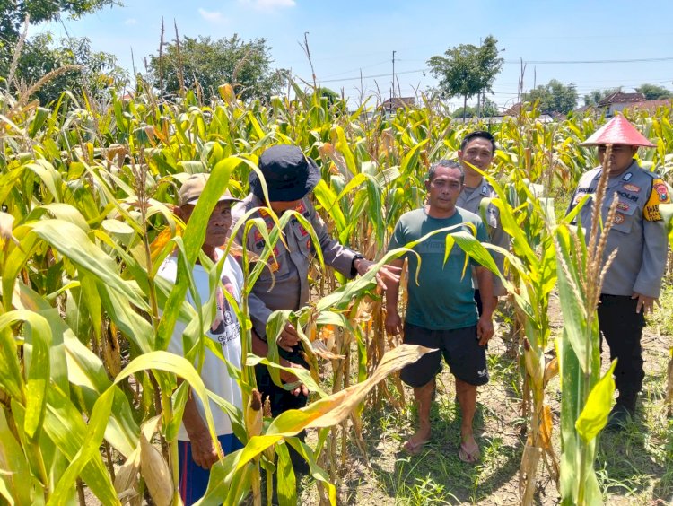Optimalkan Swasembada Pangan, Polsek Prambon Masifkan Pengelolahan Tanaman Jagung